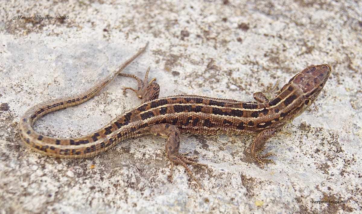 Прыткая ящерица (Lacerta agilis)