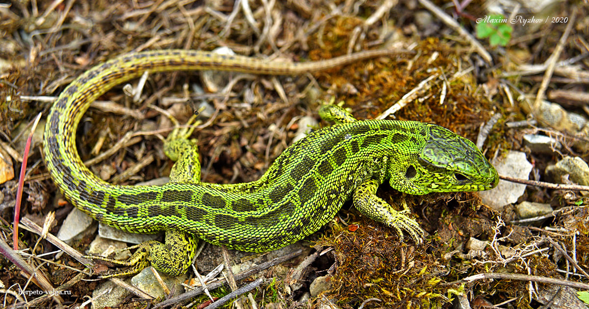 Прыткая ящерица (Lacerta agilis) Прыткая ящерица (Lacerta agilis)