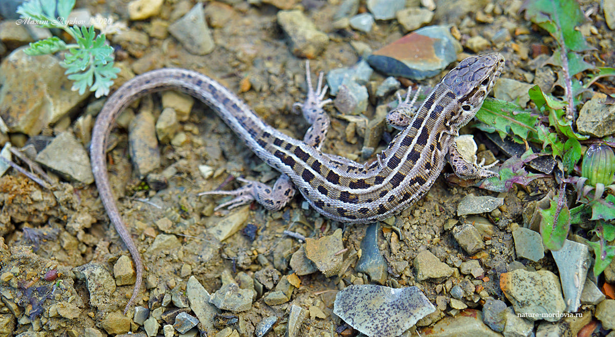 Прыткая ящерица Lacerta agilis 