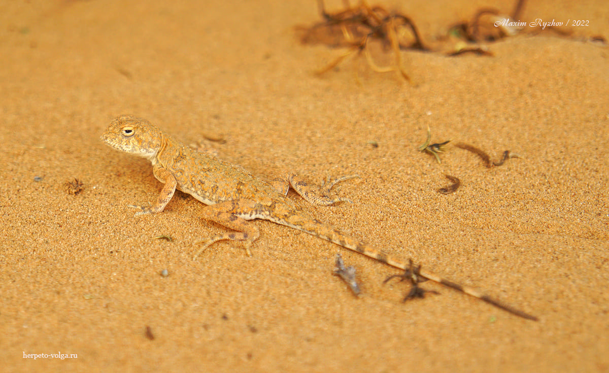 Круглоголовка-вертихвостка (Phrynocephalus guttatus).