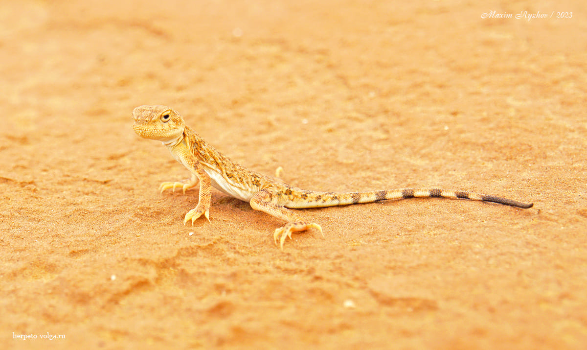 Круглоголовка-вертихвостка (Phrynocephalus guttatus).