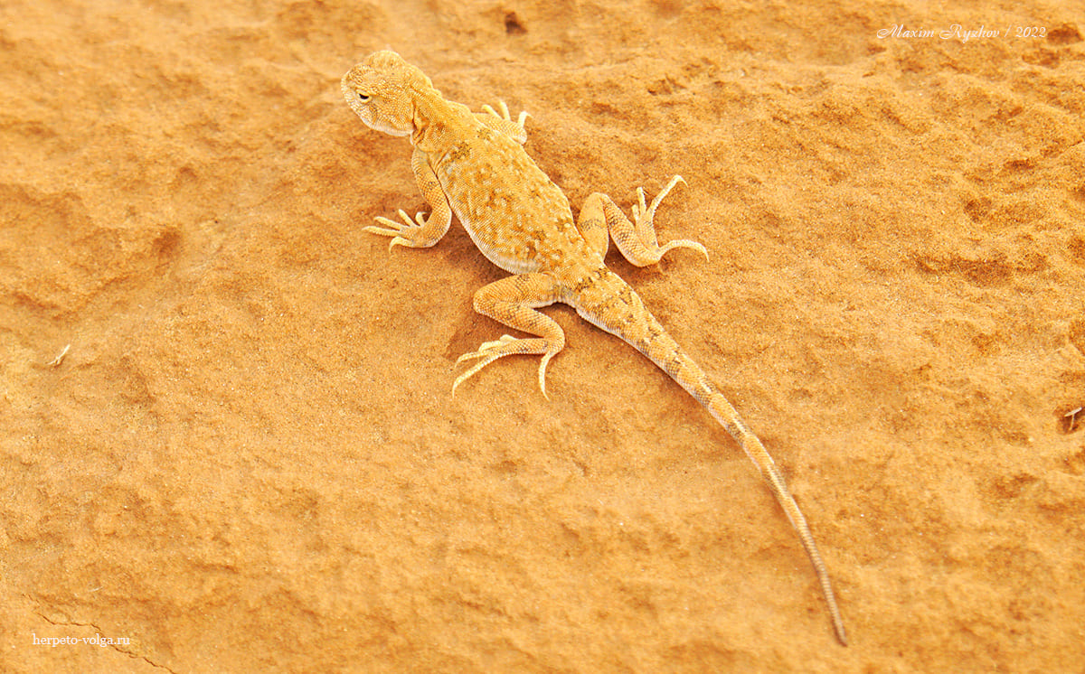 Круглоголовка-вертихвостка (Phrynocephalus guttatus).