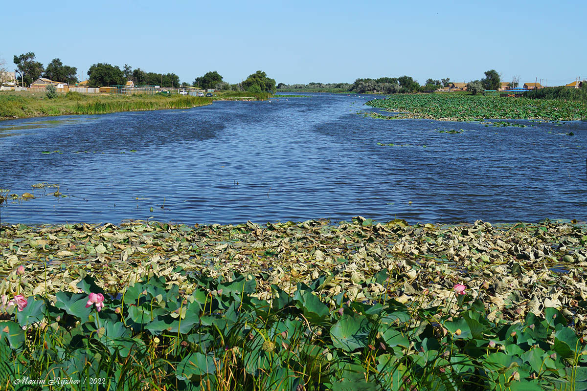 Лотосы (Nelumbo nucífera) в Джалыково (Калмыкия) Лотосы (Nelumbo nucífera) в Джалыково (Калмыкия)