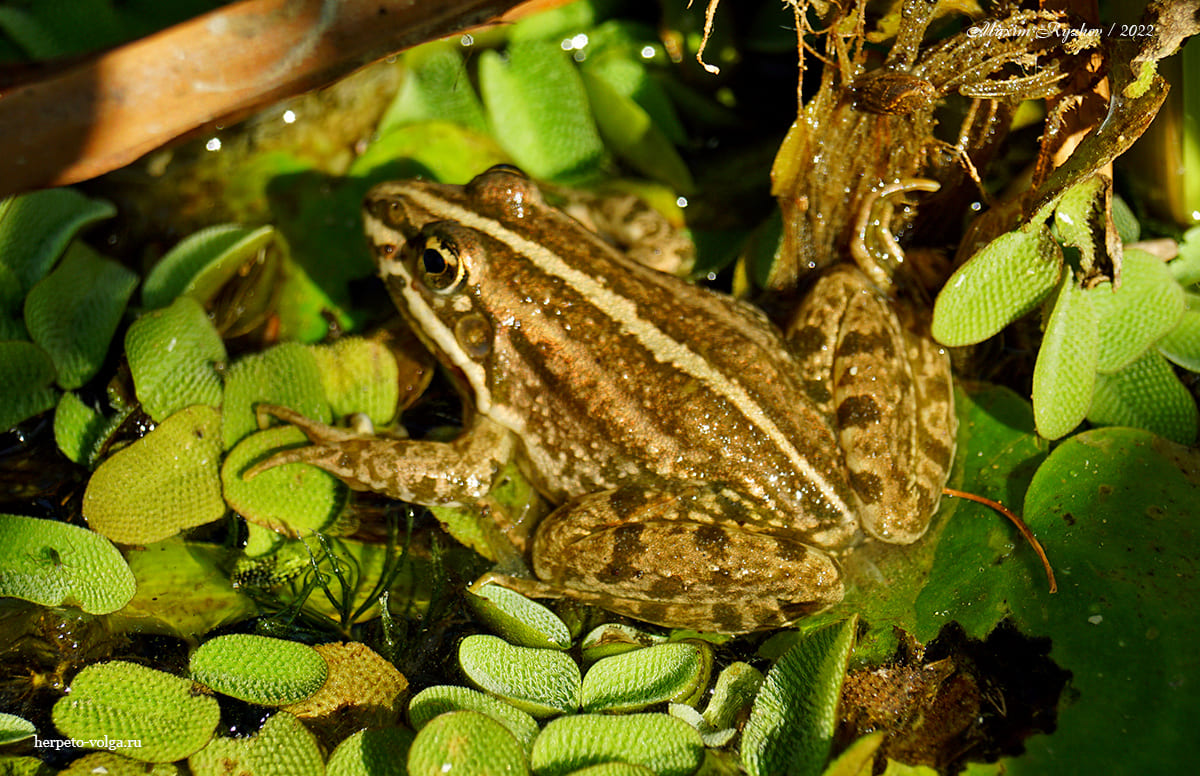 Озерная лягушка (Pelophylax ridibundus) Озерная лягушка (Pelophylax ridibundus)