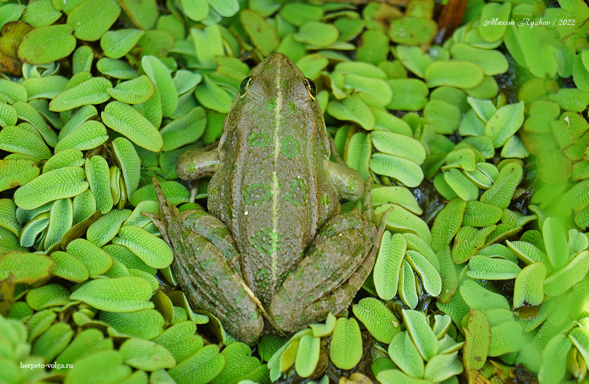 Озерная лягушка (Pelophylax ridibundus) Озерная лягушка (Pelophylax ridibundus)