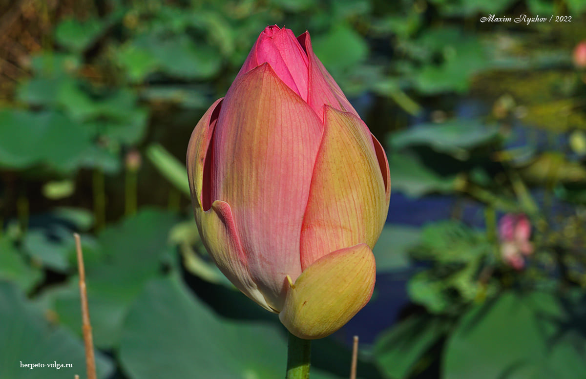 Лотосы (Nelumbo nucífera) в Джалыково (Калмыкия) Лотосы (Nelumbo nucífera) в Джалыково (Калмыкия)