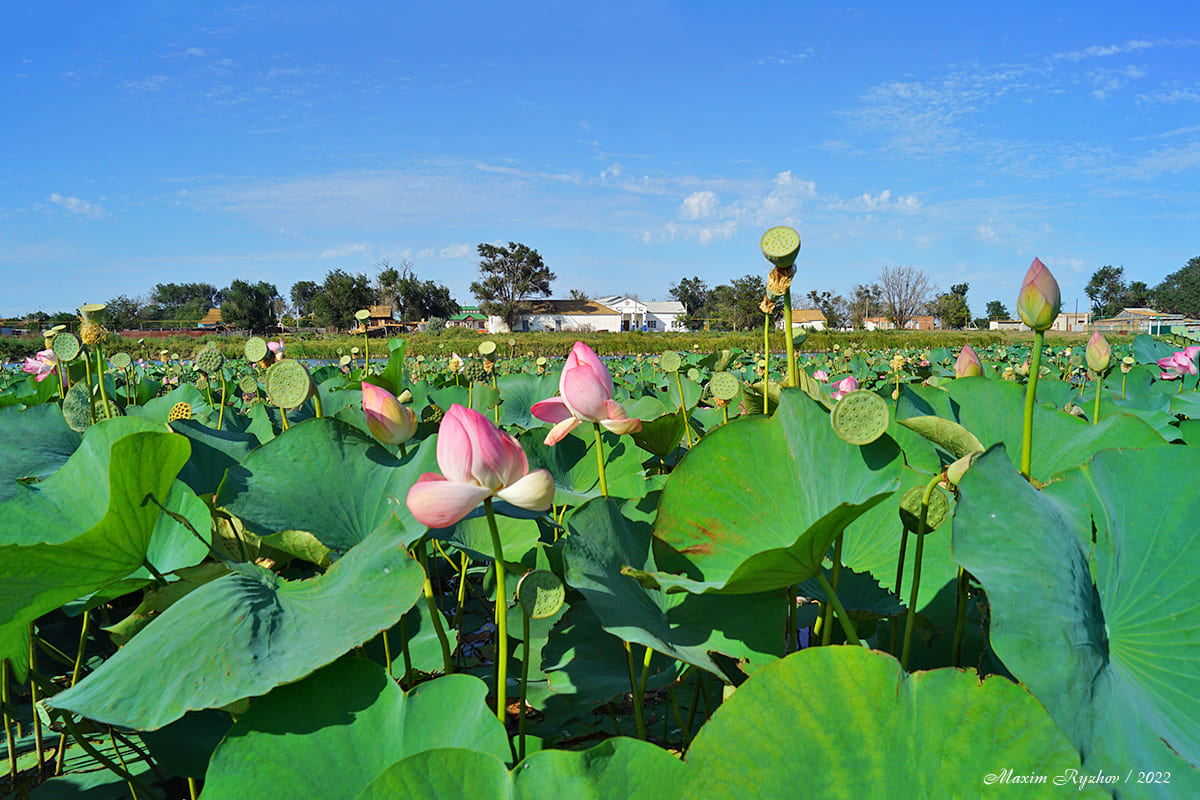Лотосы (Nelumbo nucífera) в Джалыково (Калмыкия)