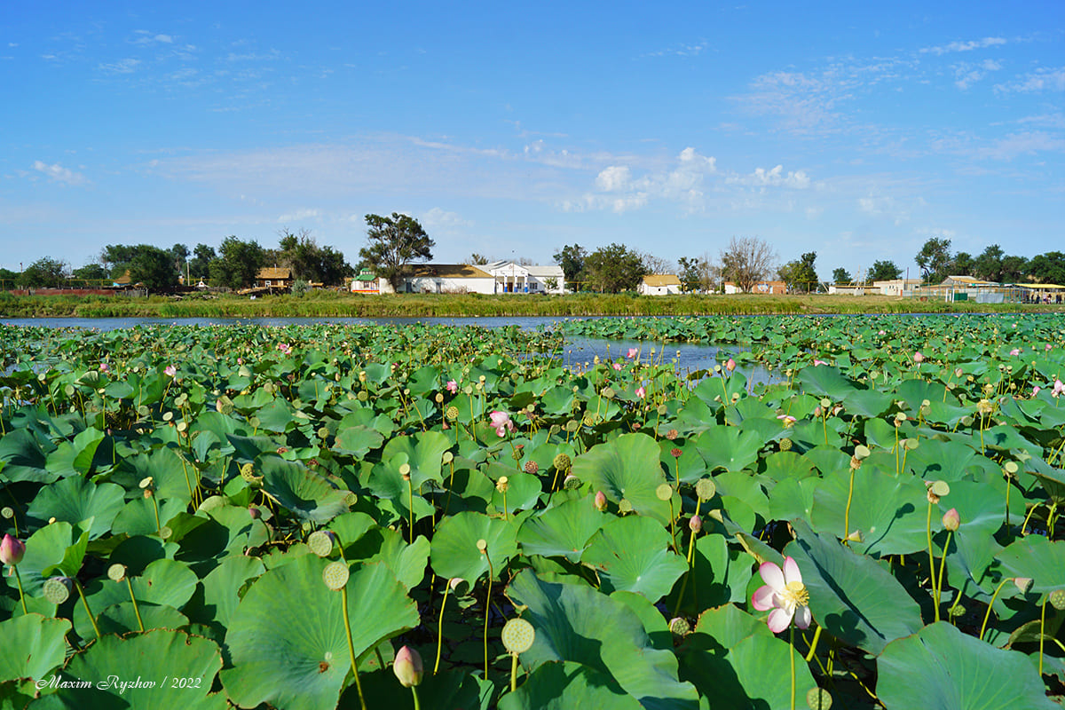 Лотосы (Nelumbo nucífera) в Джалыково (Калмыкия) Лотосы (Nelumbo nucífera) в Джалыково (Калмыкия)