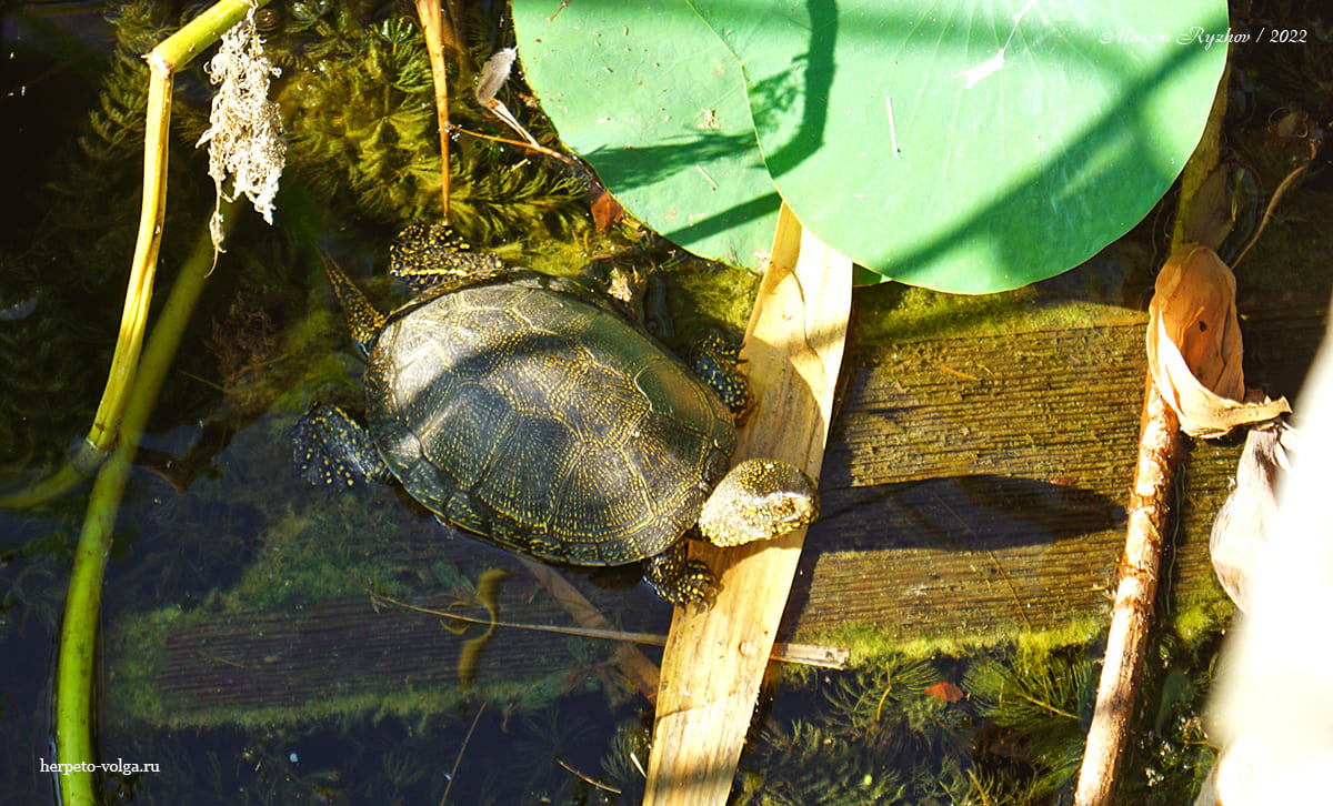 Болотная черепаха (Emys obicularis)