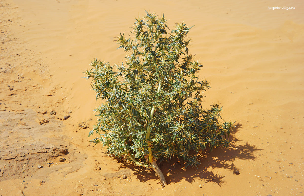 Дурнишник колючий (Xanthium spinosum)