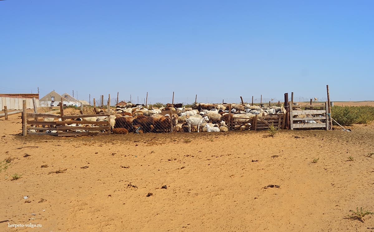 Поселок Барханы (Астраханская обл.)