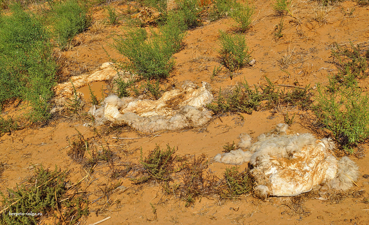 Поселок Барханы (Астраханская обл.)