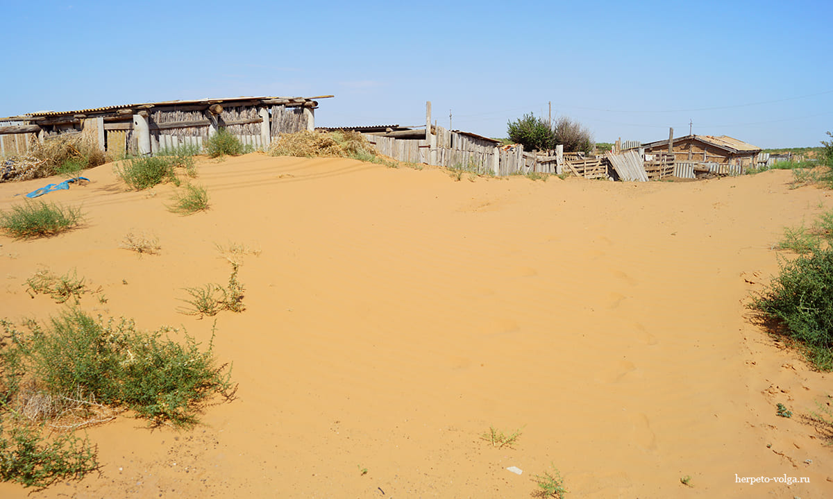 Поселок Барханы (Астраханская обл.)