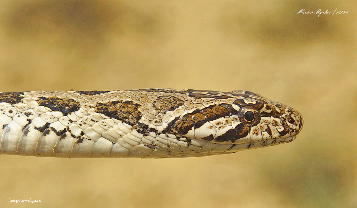 Разноцветный полоз (Hemorrhois ravergieri)