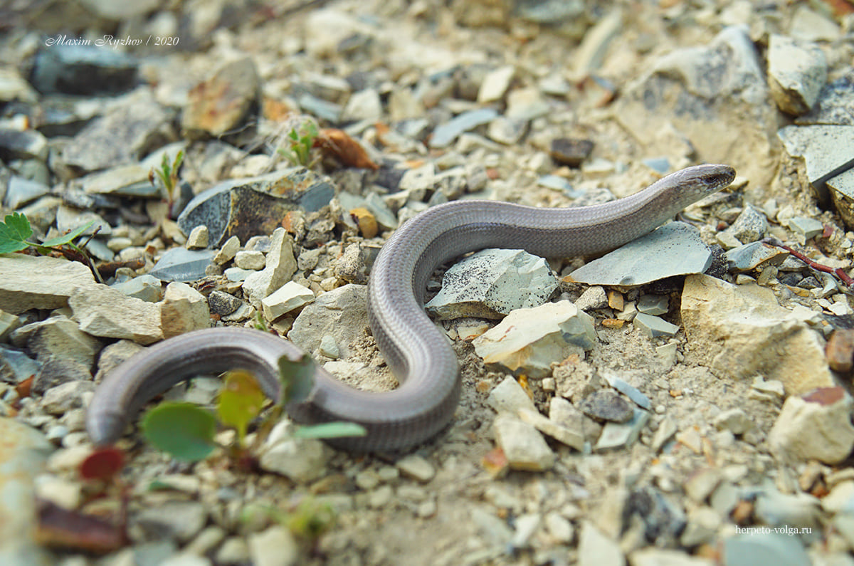 Веретеница ломкая (Anguis fragilis) Веретеница ломкая (Anguis fragilis)