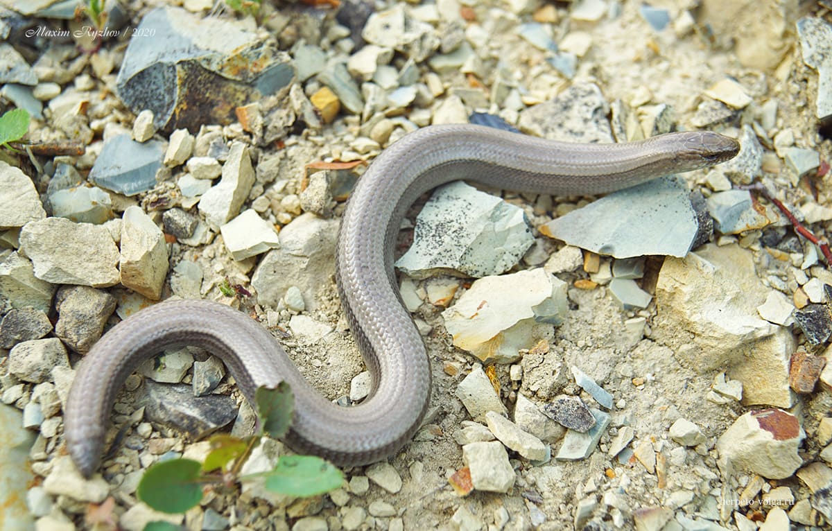 Веретеница ломкая (Anguis fragilis)