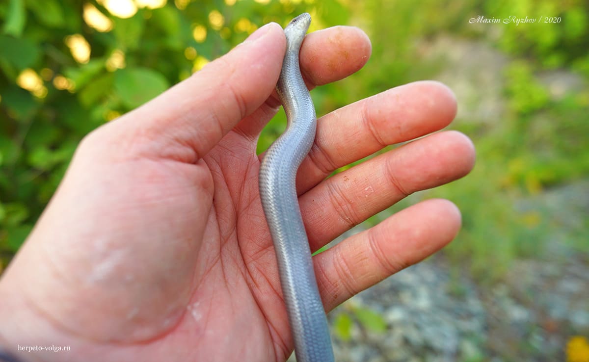 Веретеница ломкая (Anguis fragilis) Веретеница ломкая (Anguis fragilis)