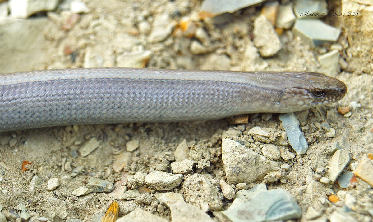 Веретеница ломкая (Anguis fragilis) Веретеница ломкая (Anguis fragilis)