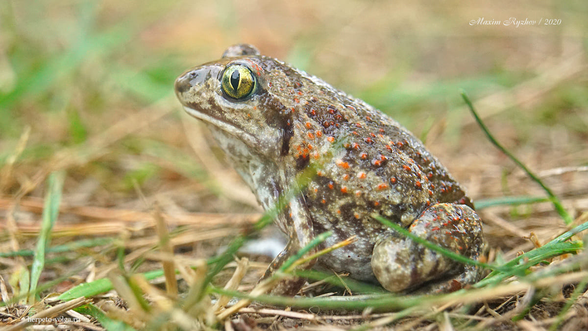 Чесночница Палласа (Pelobates vespertinus)