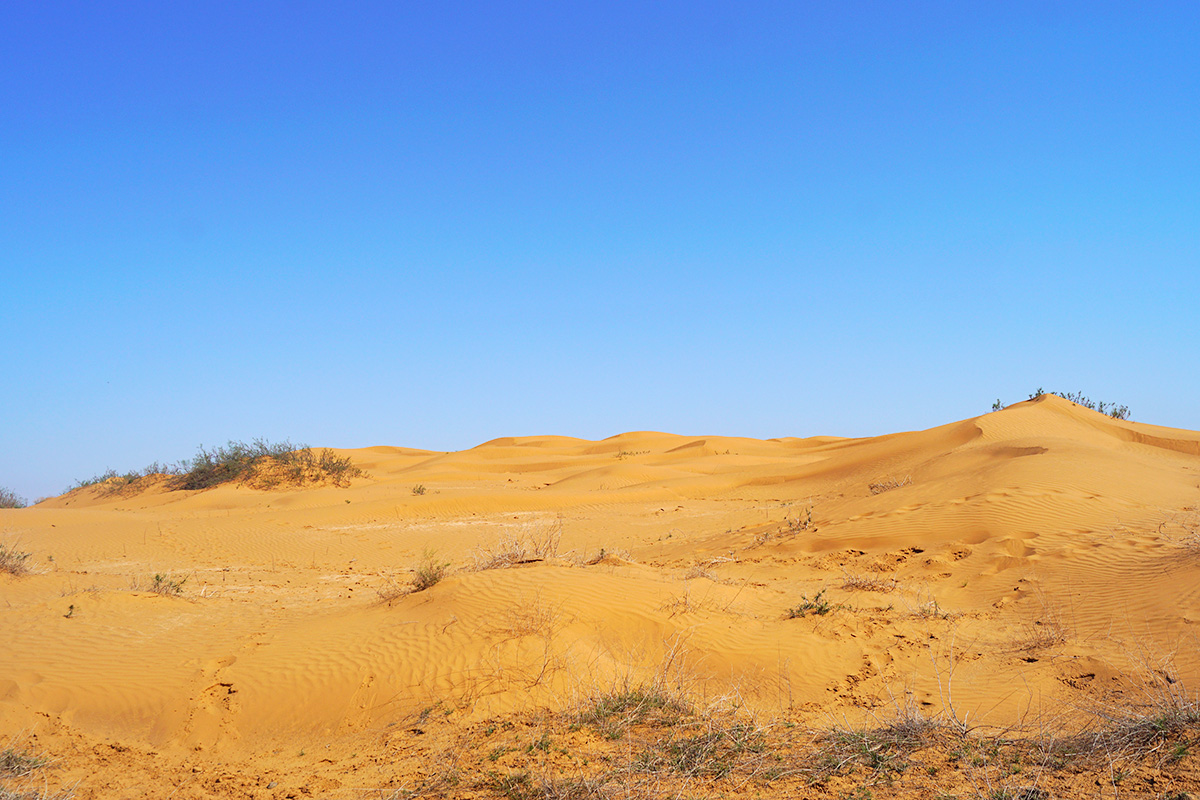 Пустыня в окр. пос. Бергин (Калмыкия)