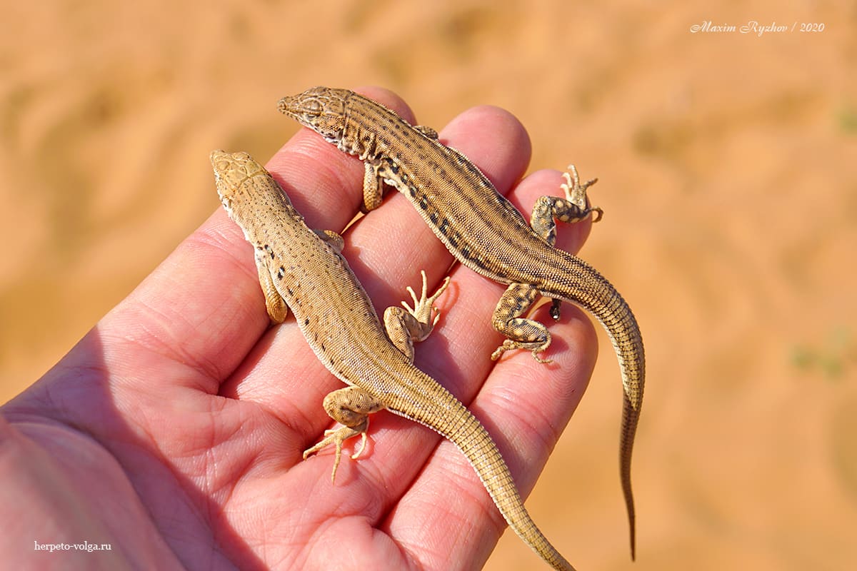 Быстрая ящурка (Eremias velox) Быстрая ящурка (Eremias velox)
