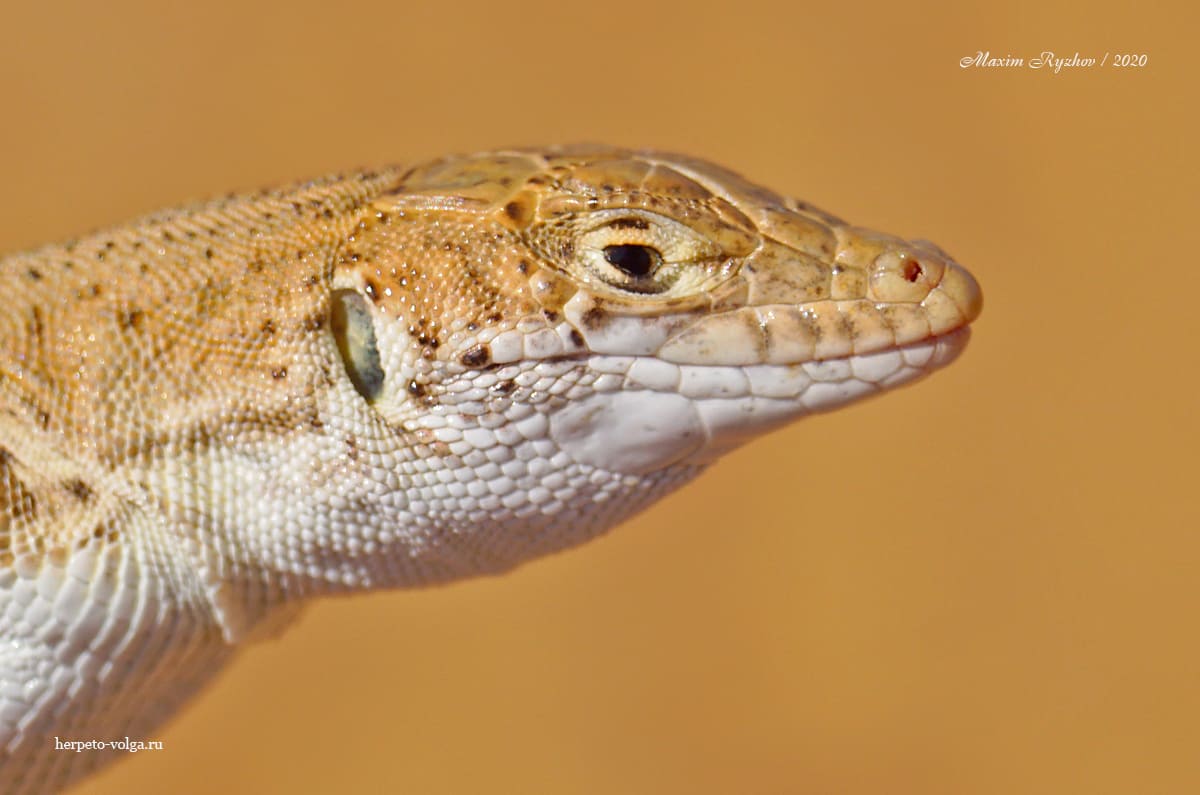 Быстрая ящурка (Eremias velox)