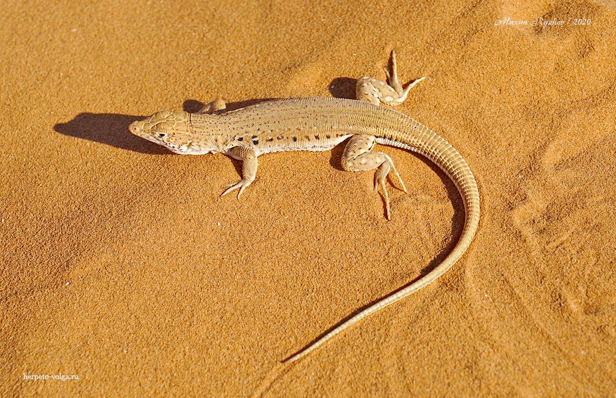 Быстрая ящурка (Eremias velox) Быстрая ящурка (Eremias velox)