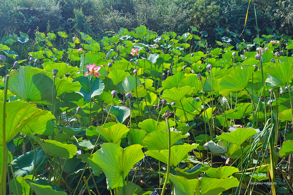 Лотос (Nelumbo nucifera)