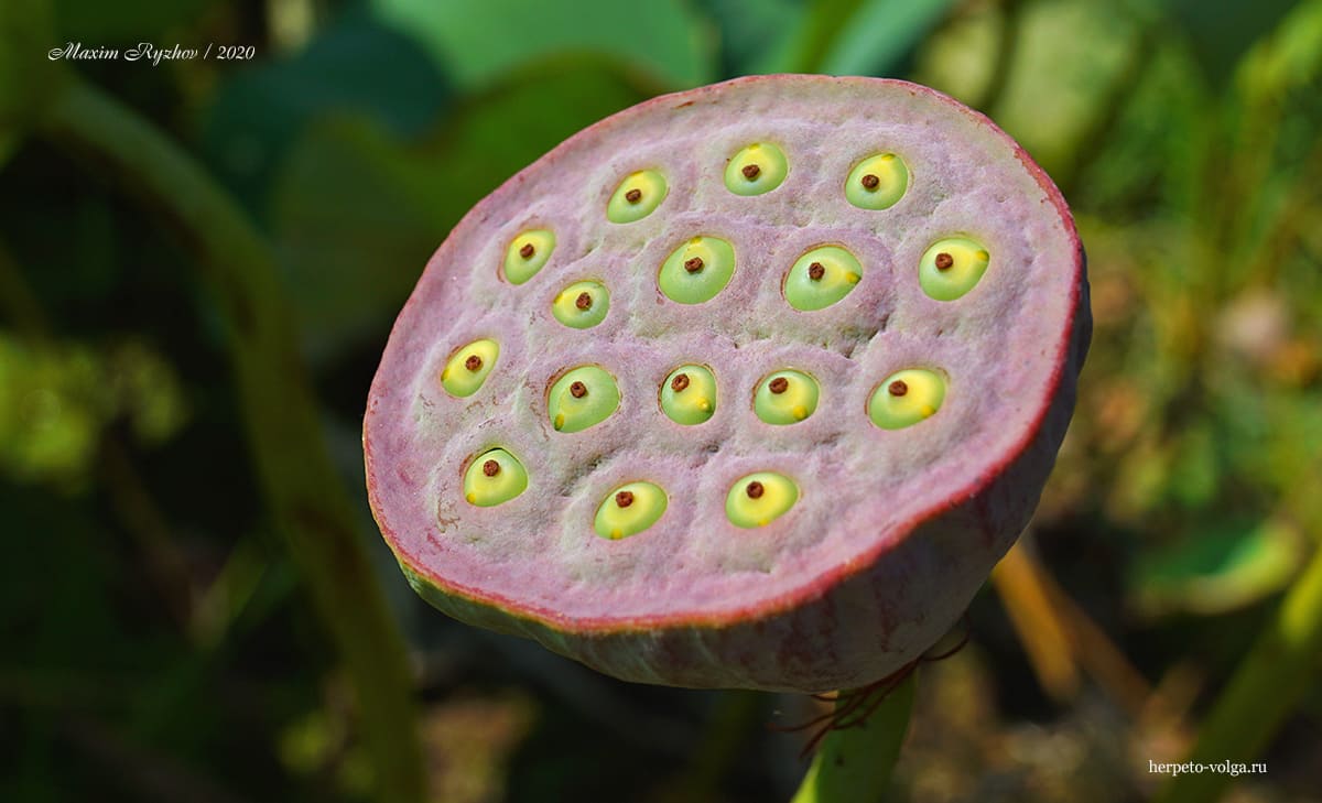 Плод лотоса (Nelumbo nucifera) с семенами
