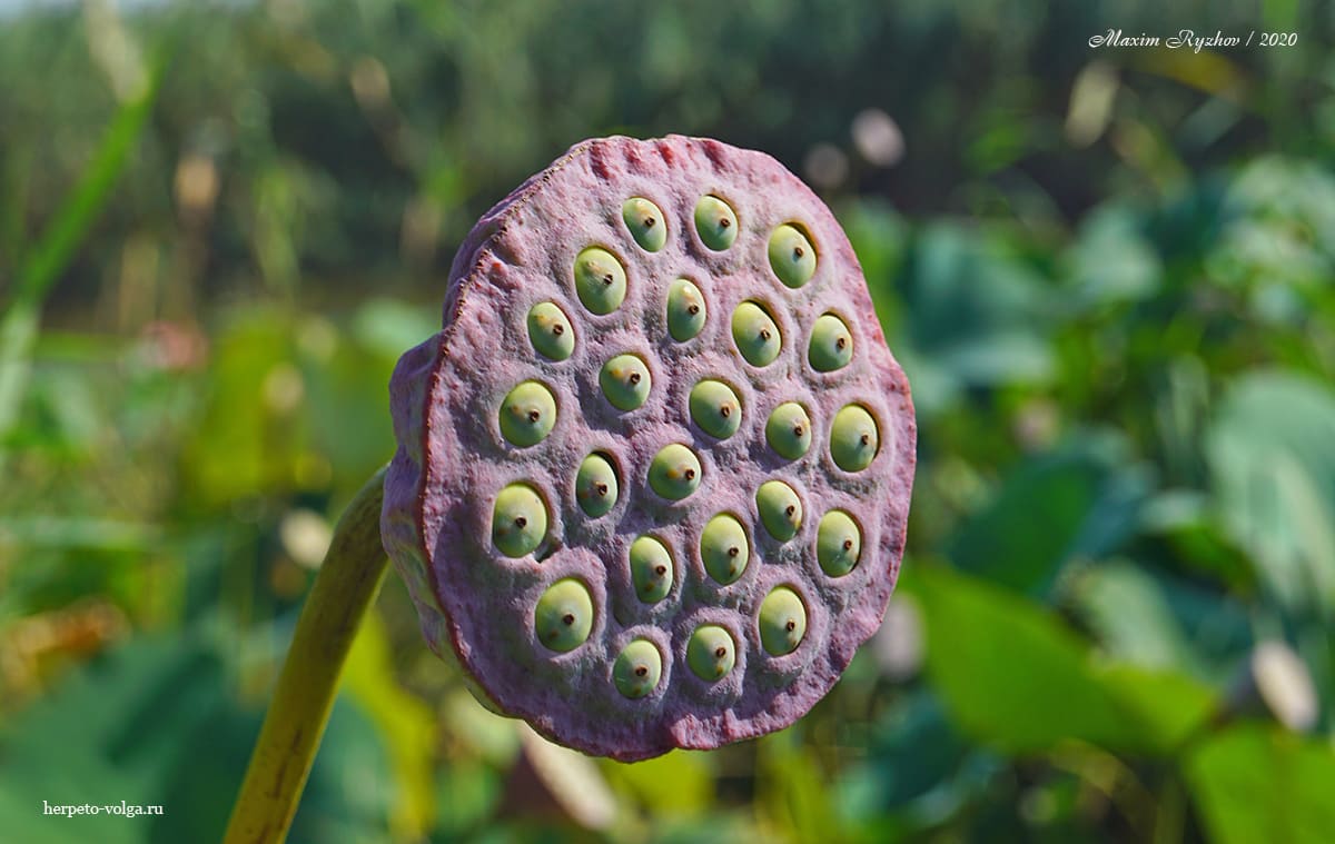 Плод лотоса (Nelumbo nucifera) с семенами