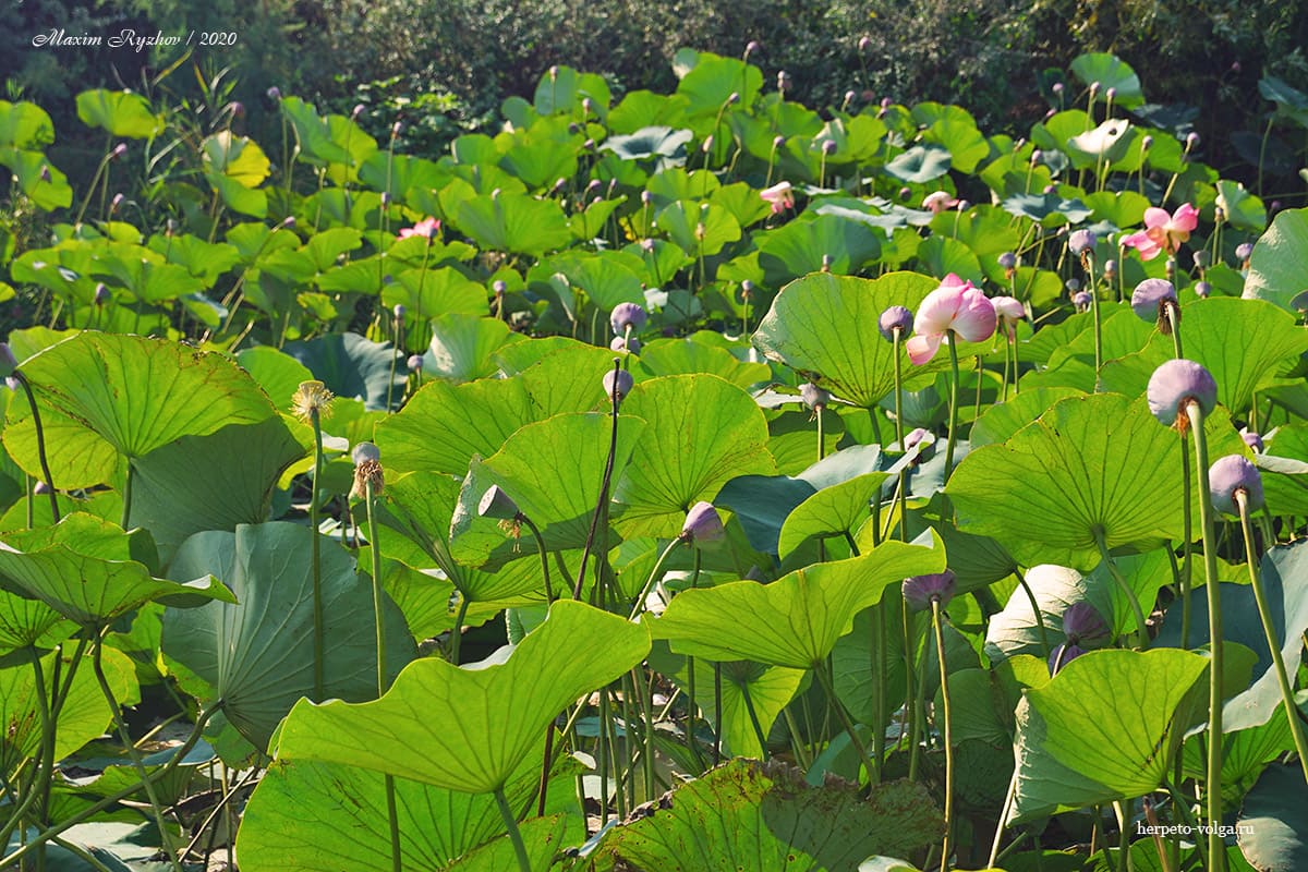 Лотос (Nelumbo nucifera) 