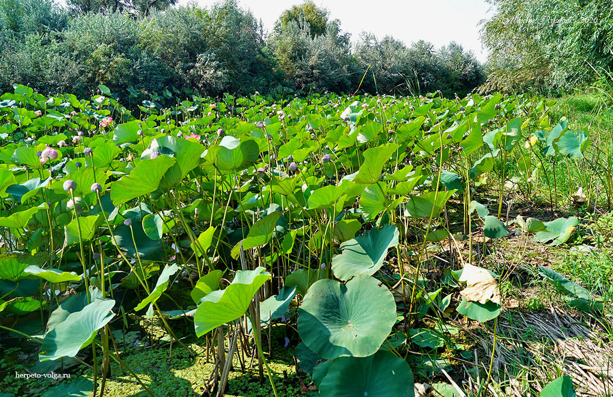 Лотос (Nelumbo nucifera)