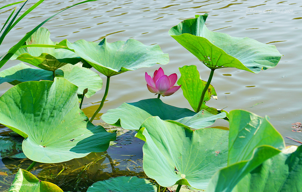 Лотос (Nelumbo nucifera)