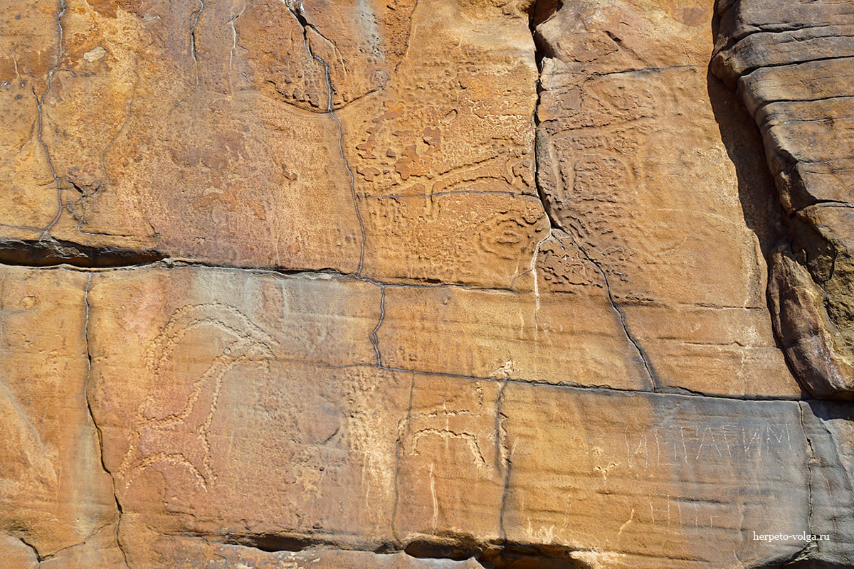 Петроглифы в Дагестане
