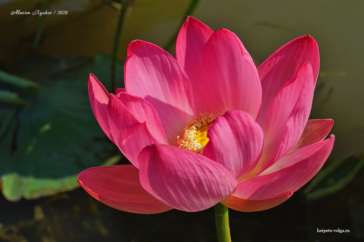 Лотос (Nelumbo nucifera)