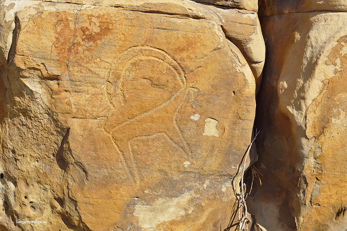 Петроглифы в Дагестане