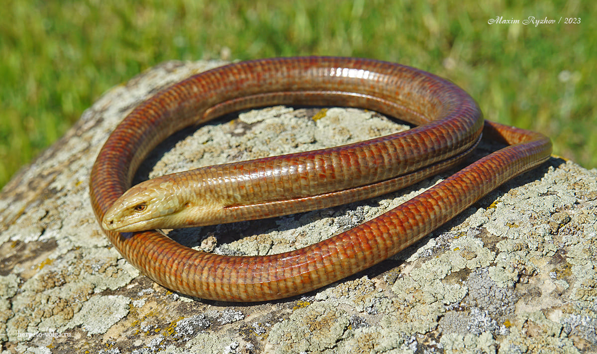 Желтопузик (Pseudopus apodus)