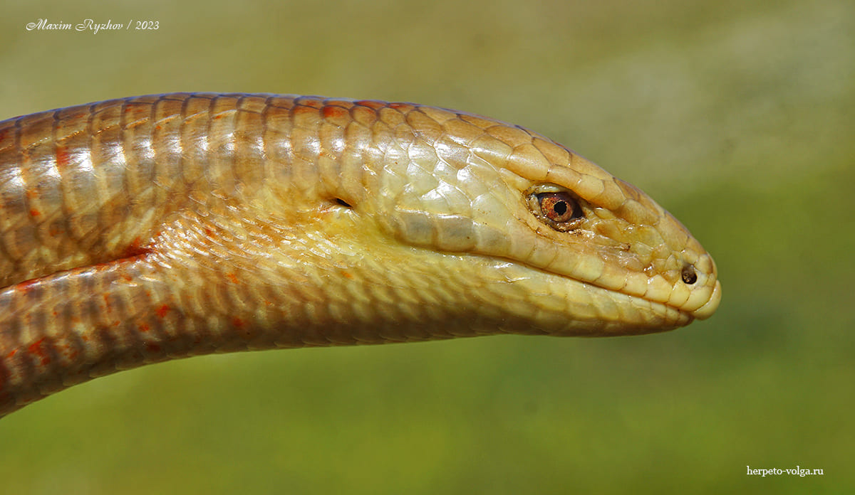 Желтопузик (Pseudopus apodus)