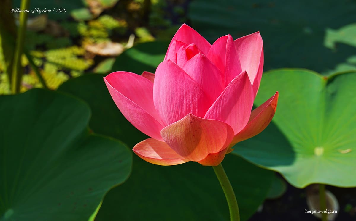 Лотос (Nelumbo nucifera) 