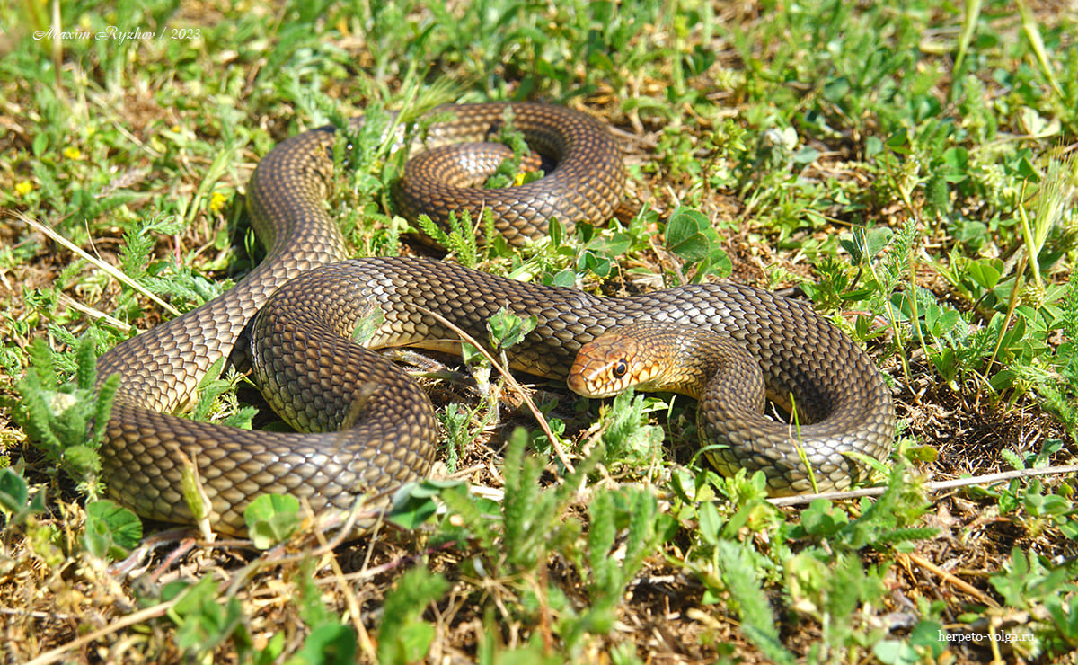 Каспийский полоз (Dolichophis caspius)