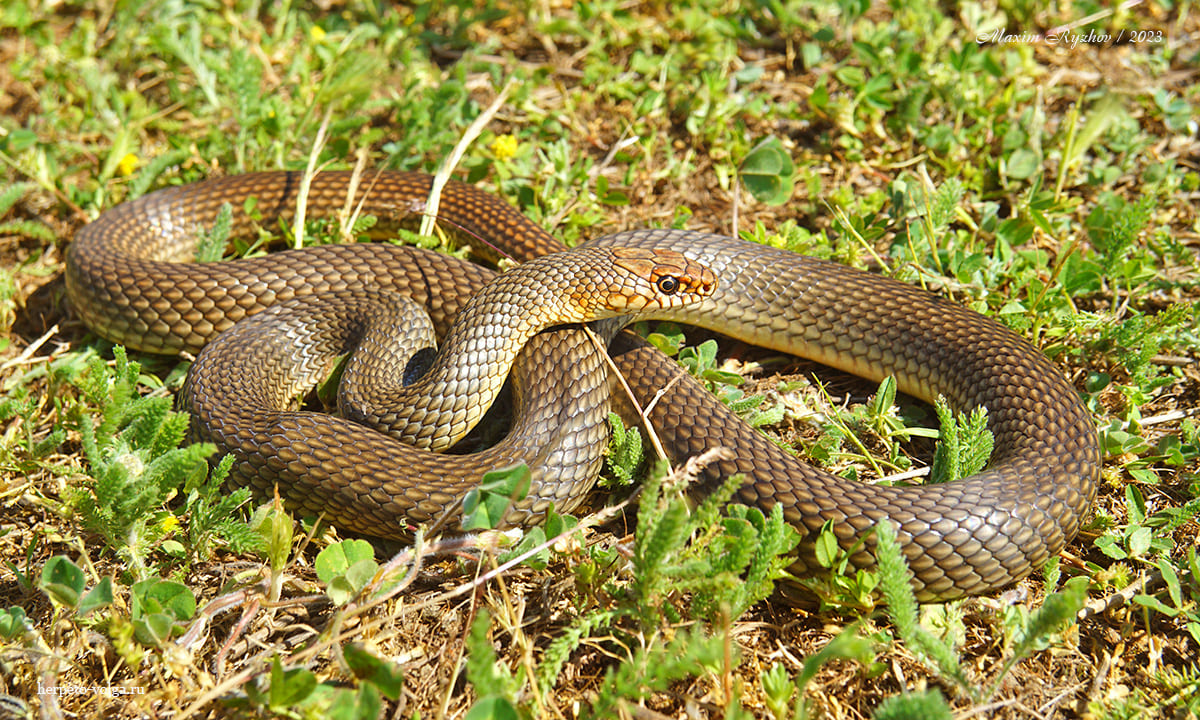 Каспийский полоз (Dolichophis caspius) Каспийский полоз (Dolichophis caspius)
