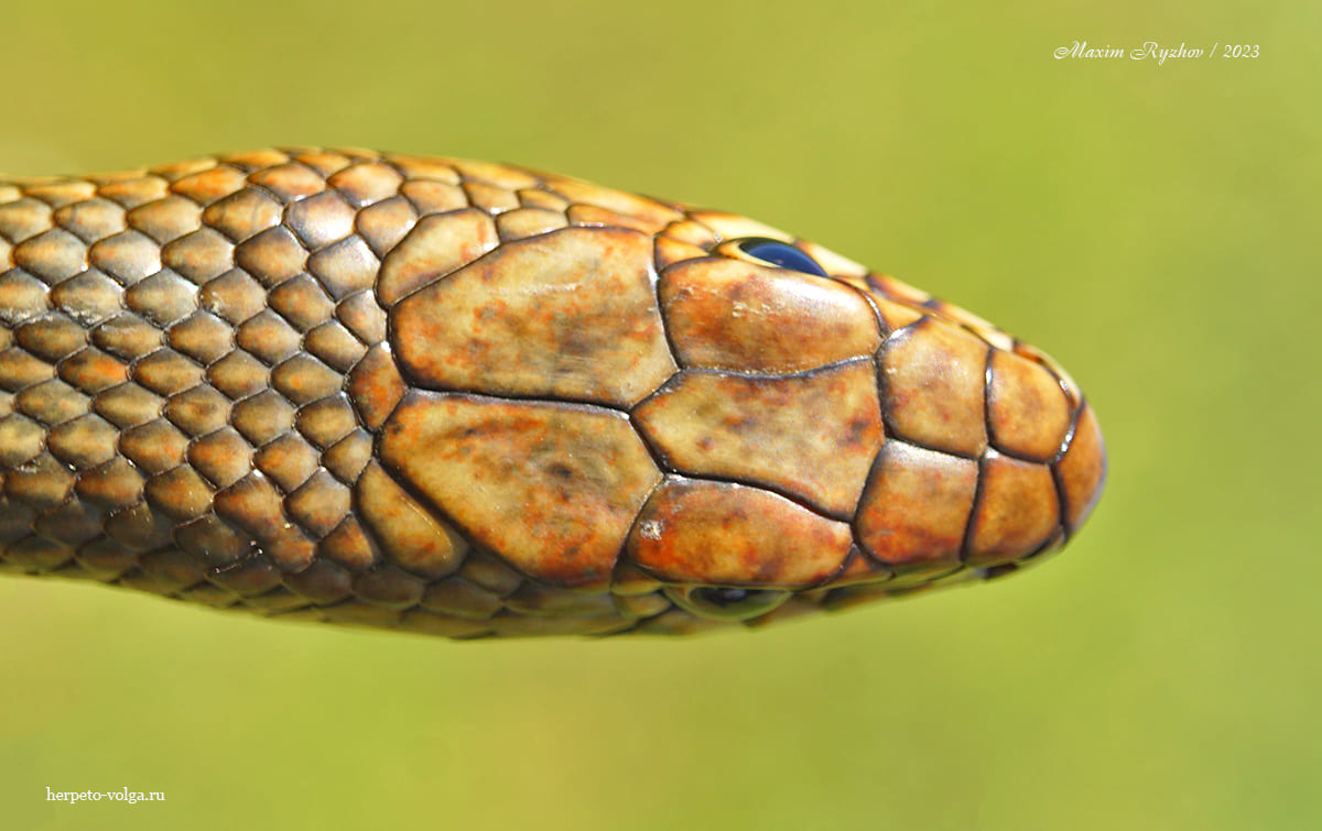Каспийский полоз (Dolichophis caspius) Каспийский полоз (Dolichophis caspius)