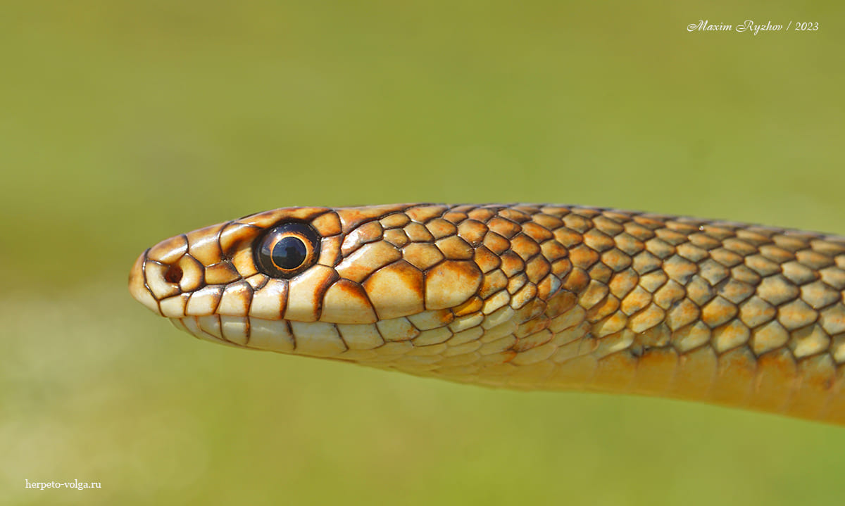 Каспийский полоз (Dolichophis caspius) Каспийский полоз (Dolichophis caspius)