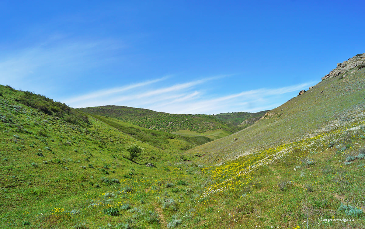 Биотоп желтопузика (Pseudopus apodus)