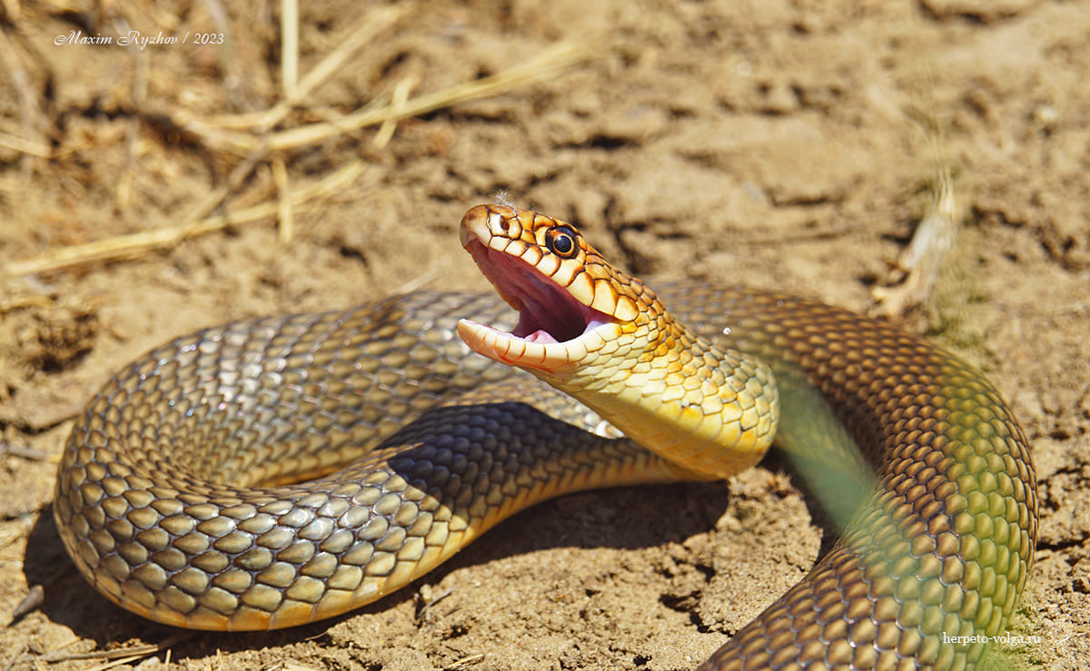 Каспийский полоз (Dolichophis caspius) Каспийский полоз (Dolichophis caspius)