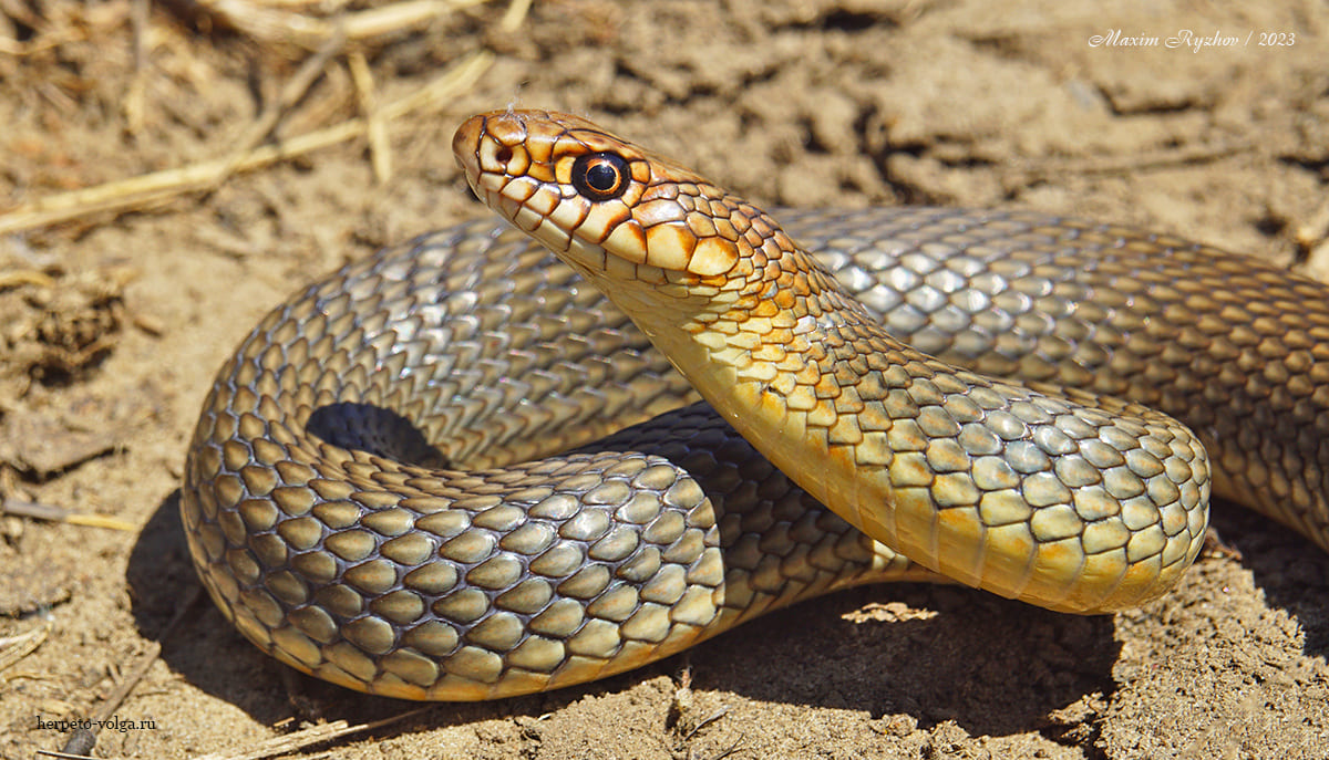 Каспийский полоз (Dolichophis caspius) Каспийский полоз (Dolichophis caspius)