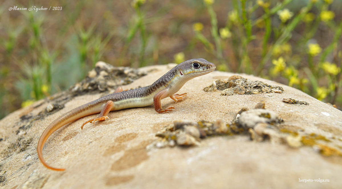 Длинноногий сцинк (Eumeces schneideri)