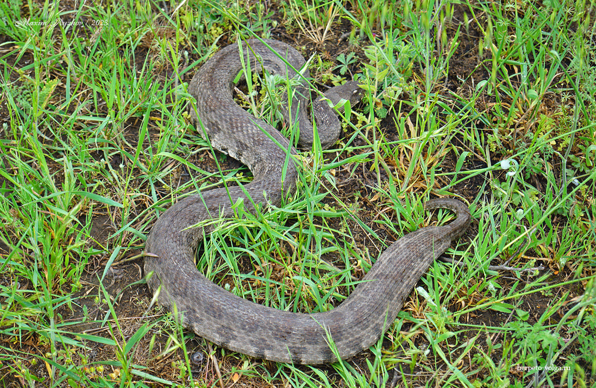 Закавказкая гюрза (Macrovipera lebetina obtusa)