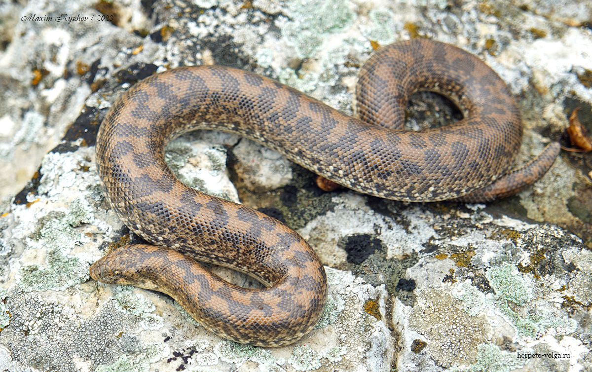 Западный удавчик (Eryx jaculus) Западный удавчик (Eryx jaculus)