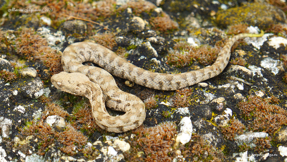 Гюрза (Macrovipera lebetina obtusa) Гюрза (Macrovipera lebetina obtusa)